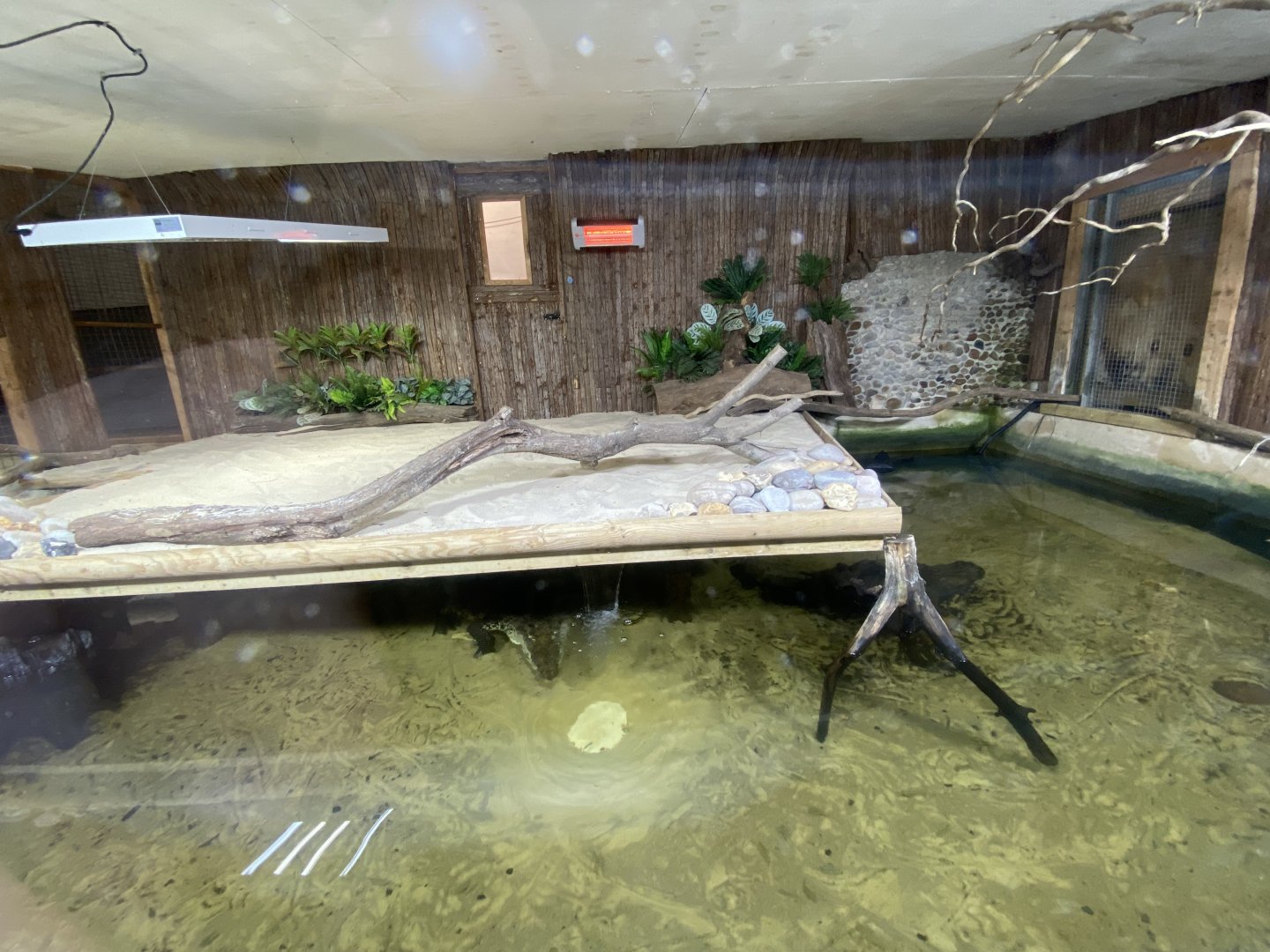 Reptile House - Morelet’s crocodile exhibit 130925