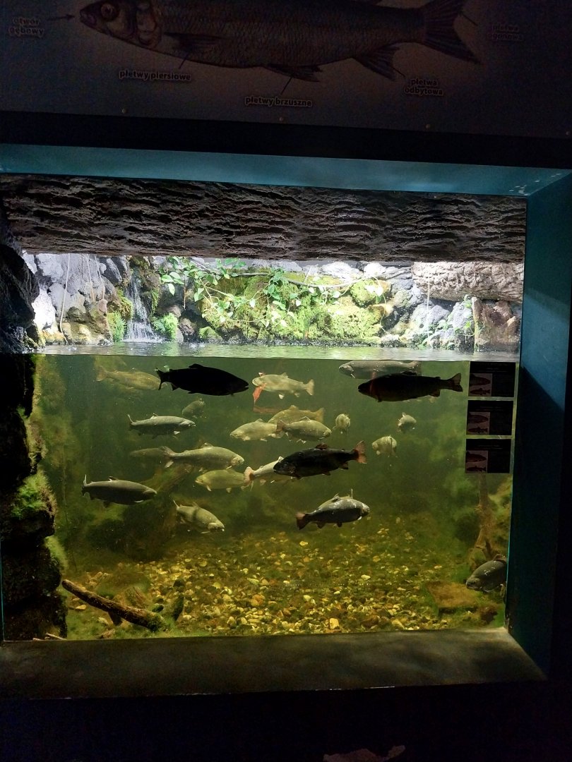 Reptile House - Mountain brook