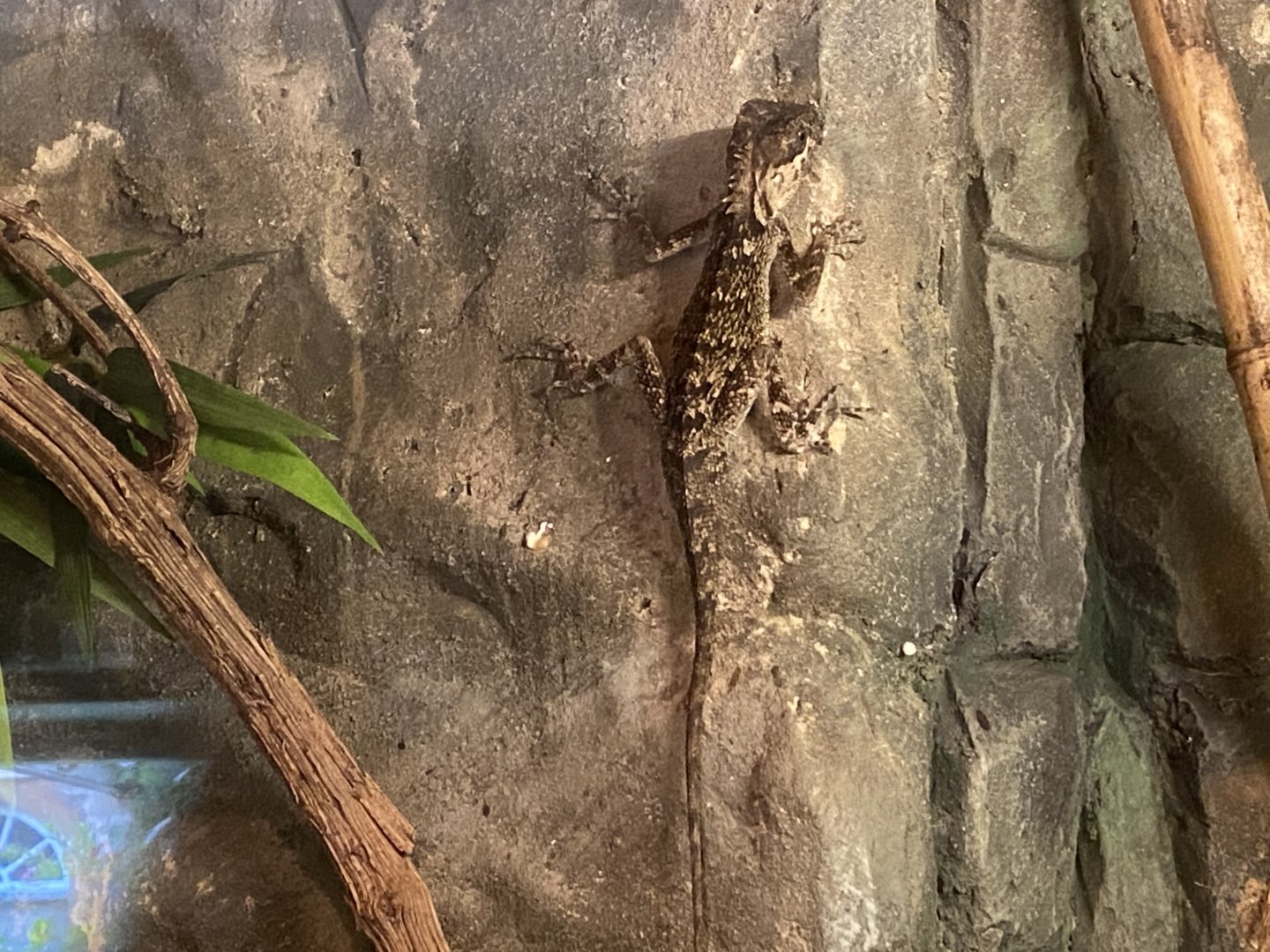 Reptile House - Mountain horned dragon 120920