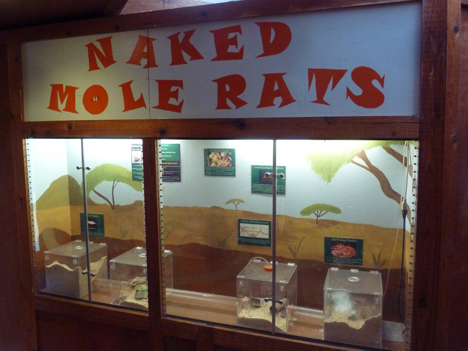 Reptile House - Naked Mole Rat Exhibit