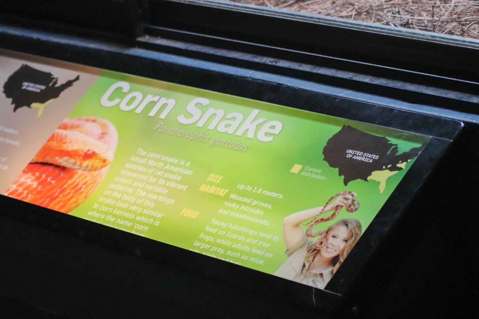 Reptile House - New Additions (Corn Snakes)