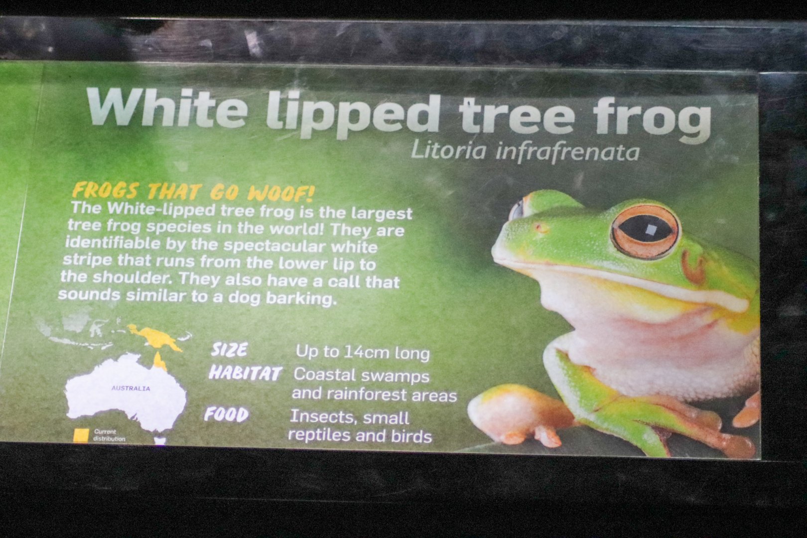 Reptile House - New Additions (White-lipped Tree Frogs)