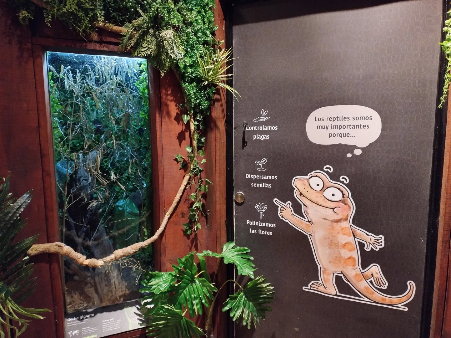 Reptile house New caledonian giant gecko exhibit - Santiago zoo (Zoologico nacional)