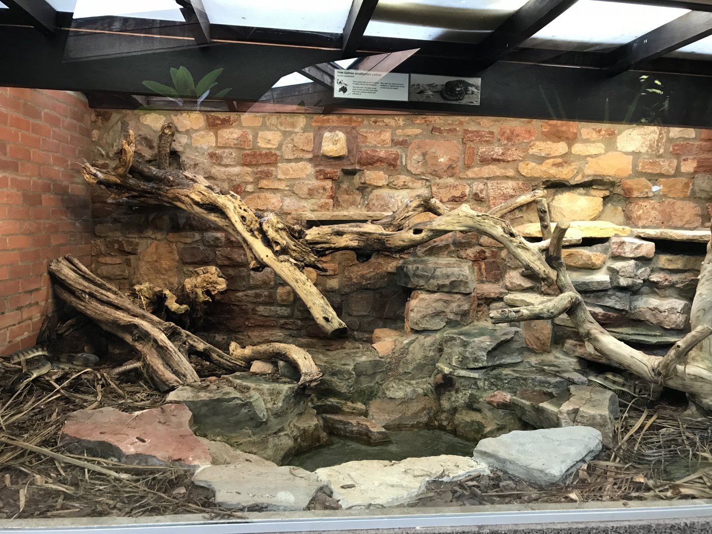 Reptile House - New Guinea amethystine python exhibit 261018