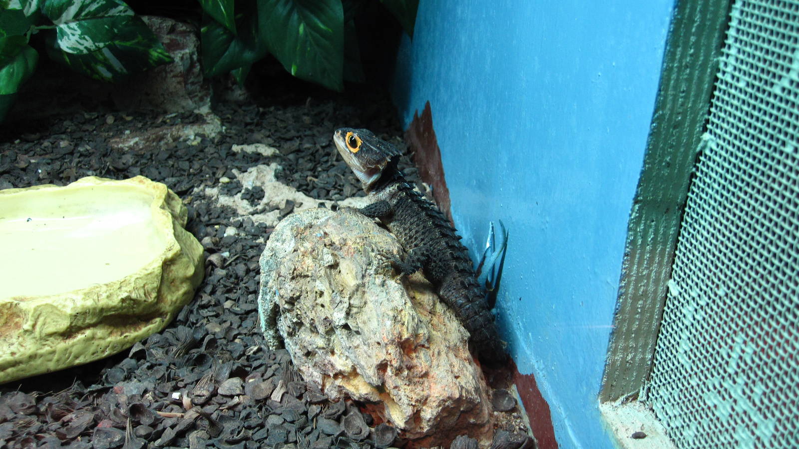 Reptile House - New Guinea Crocodile Skink