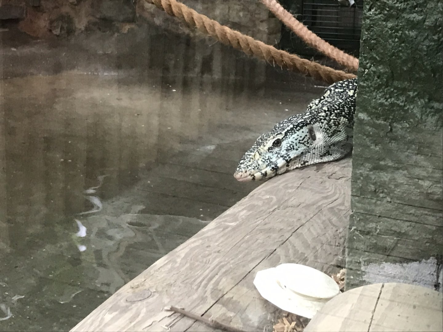 Reptile House - Nile monitor 230619