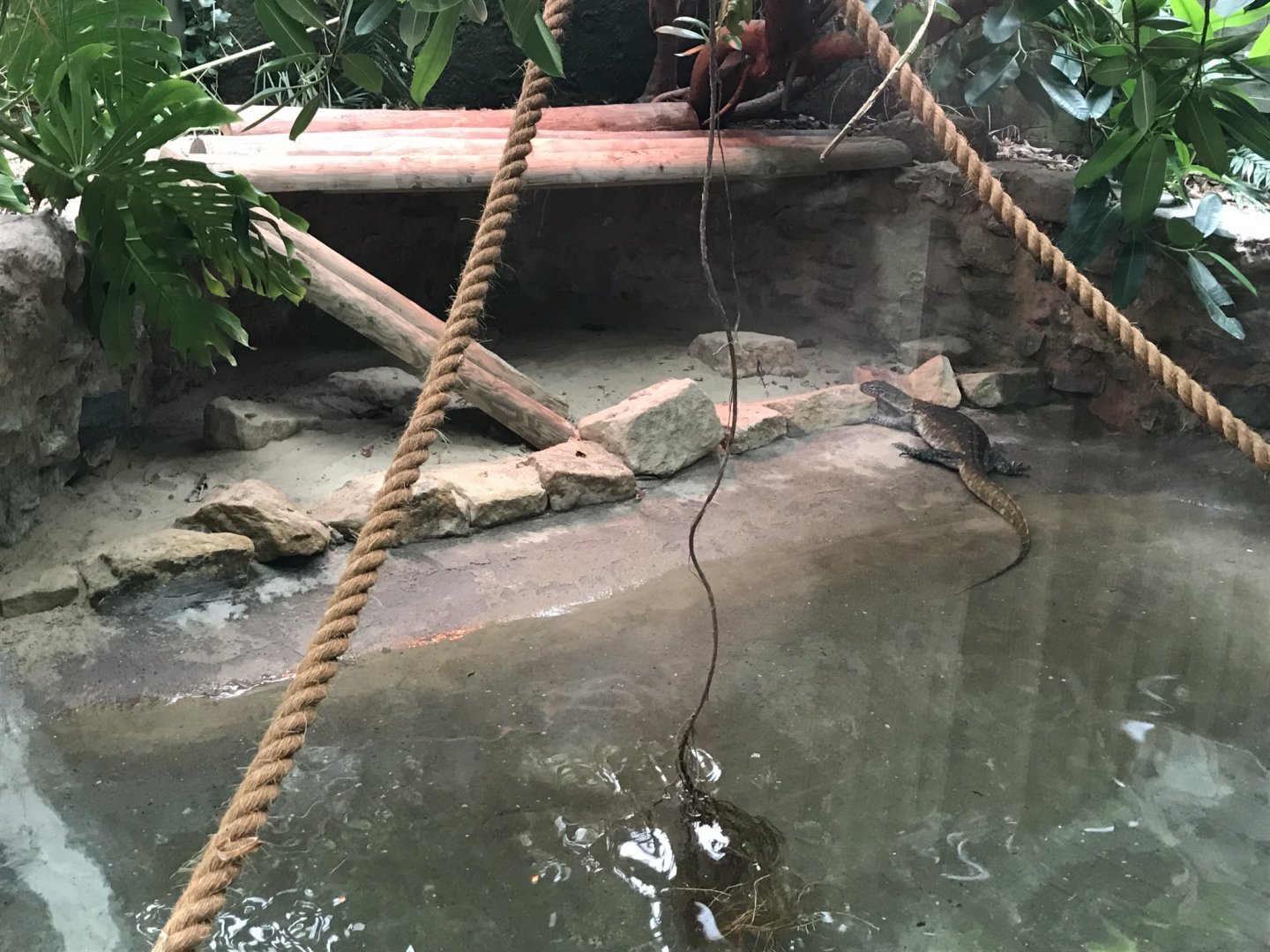 Reptile House - Nile monitor exhibit 230619