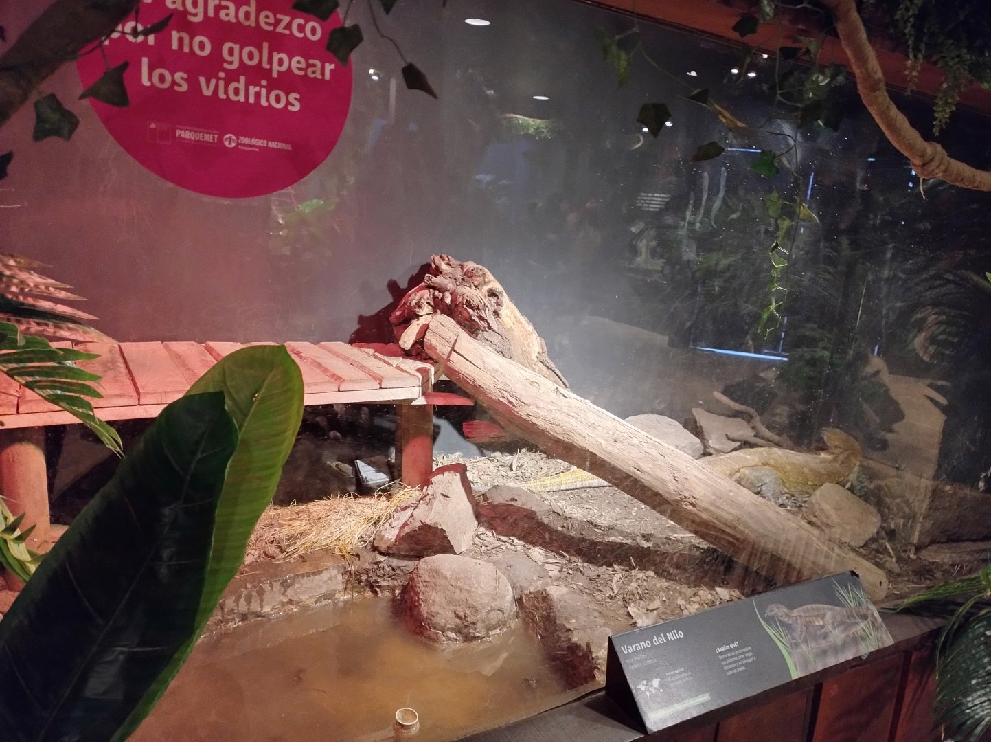 Reptile house nile monitor exhibit - Santiago zoo (Zoologico nacional)