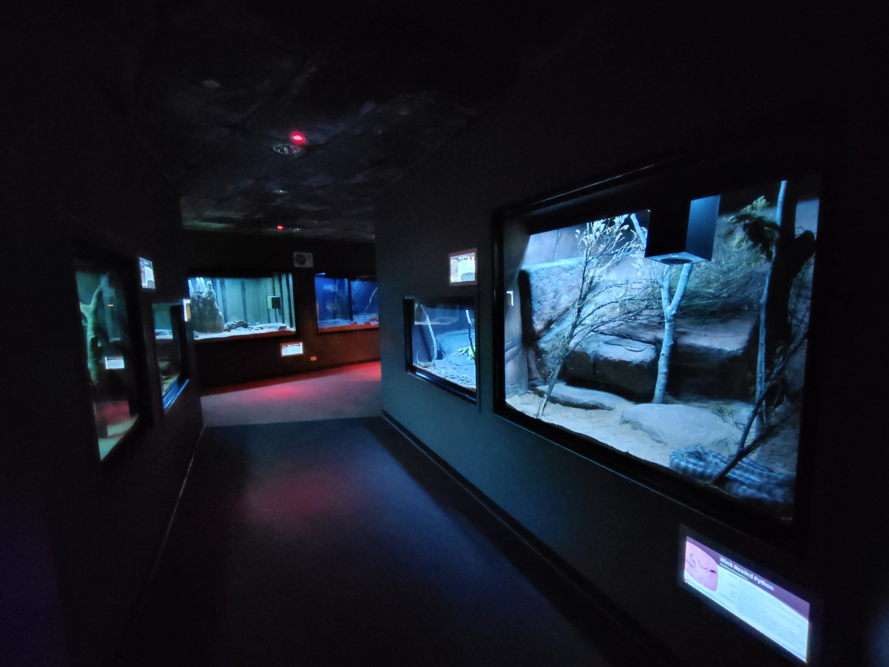 Reptile House (nocturnal)