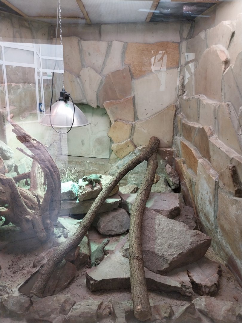 Reptile house - North African Mastigure (Uromastyx acanthinura) exhibit