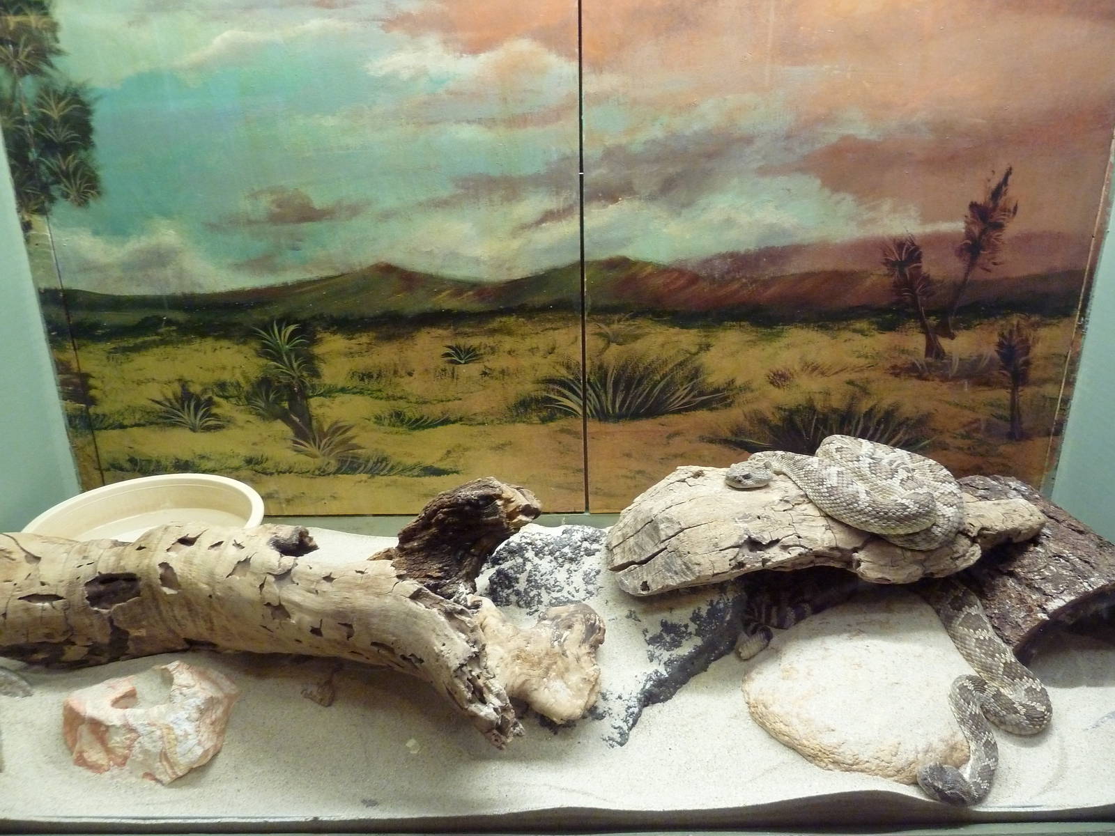 Reptile House - Northern Pacific Rattlesnake Exhibit