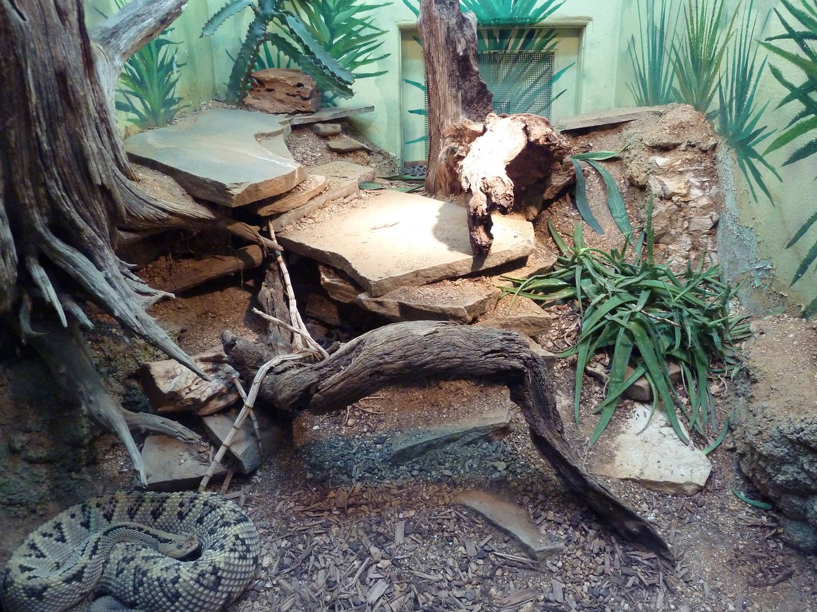 Reptile House - Northwestern Neotropical Rattlesnake Exhibit