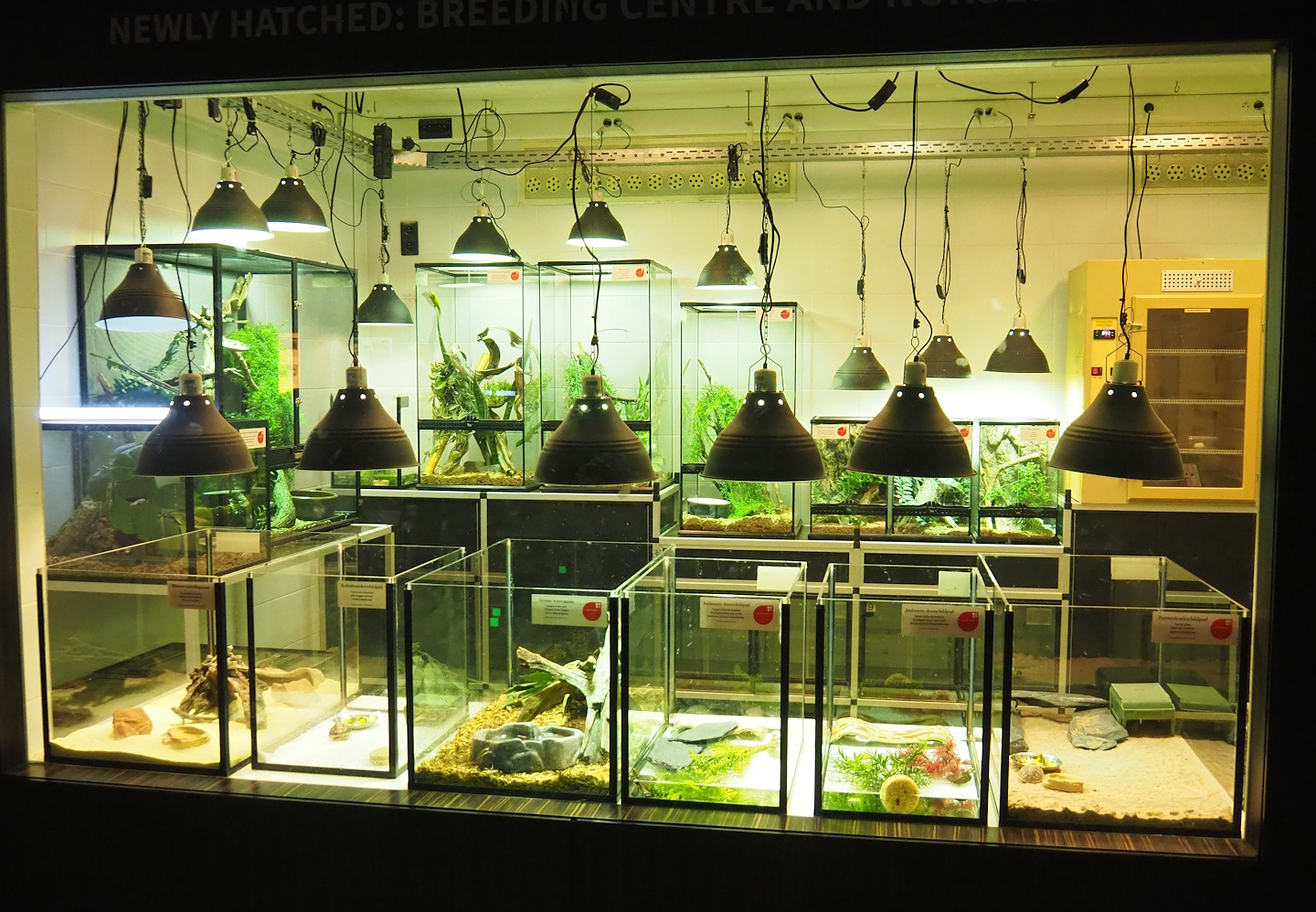 Reptile house nursery room, 2022-10-29