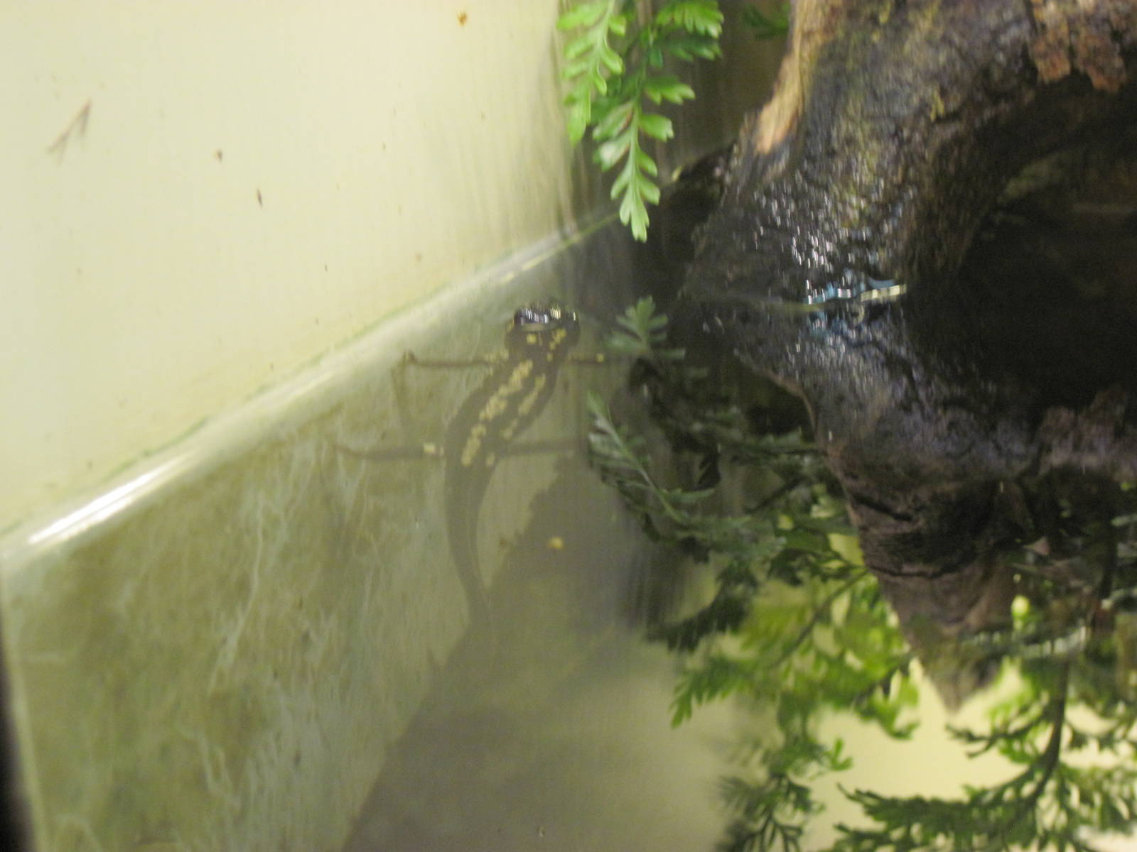 Reptile House-Okinawan Newt