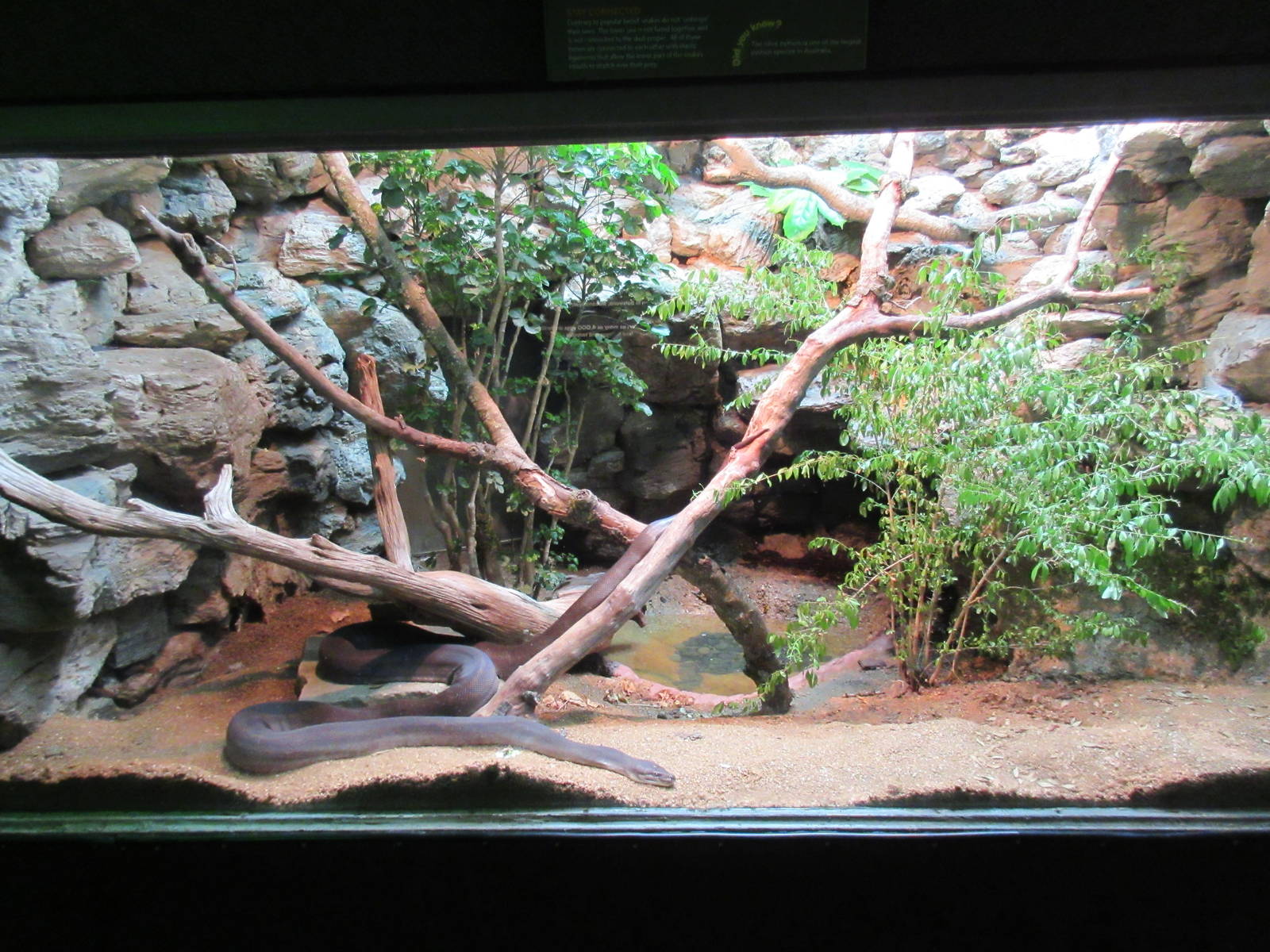 Reptile House - Olive Python Exhibit