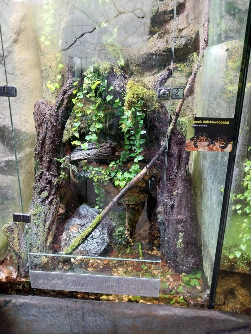 Reptile House - Oriental fire-bellied toad exhibit