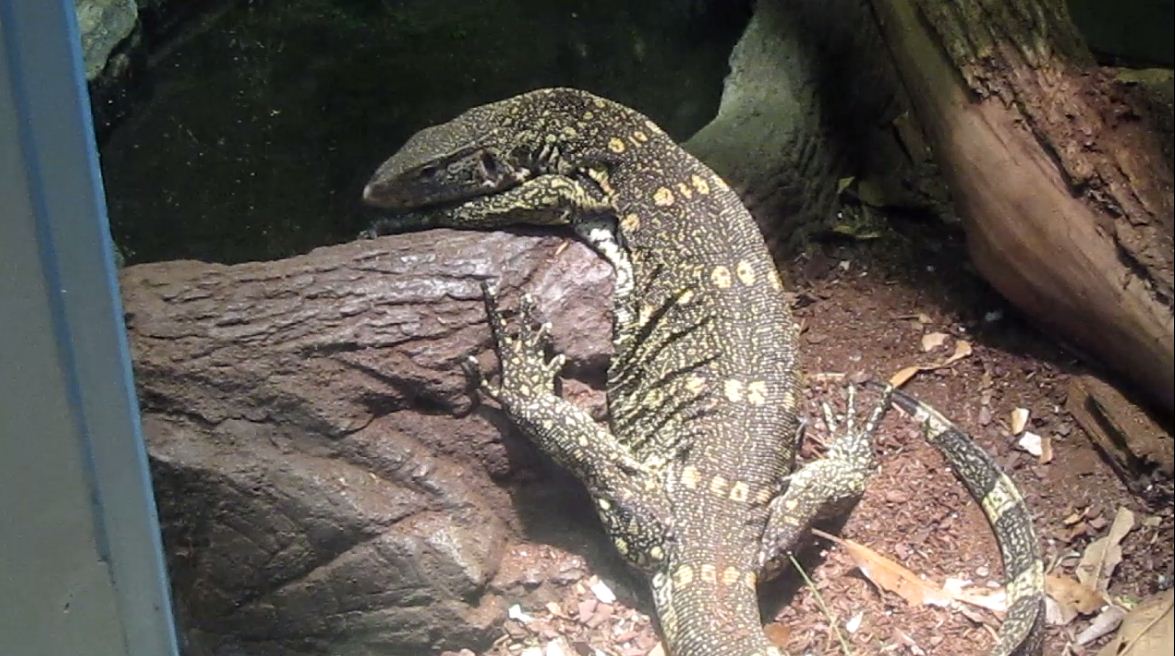 Reptile House-Ornate Monitor