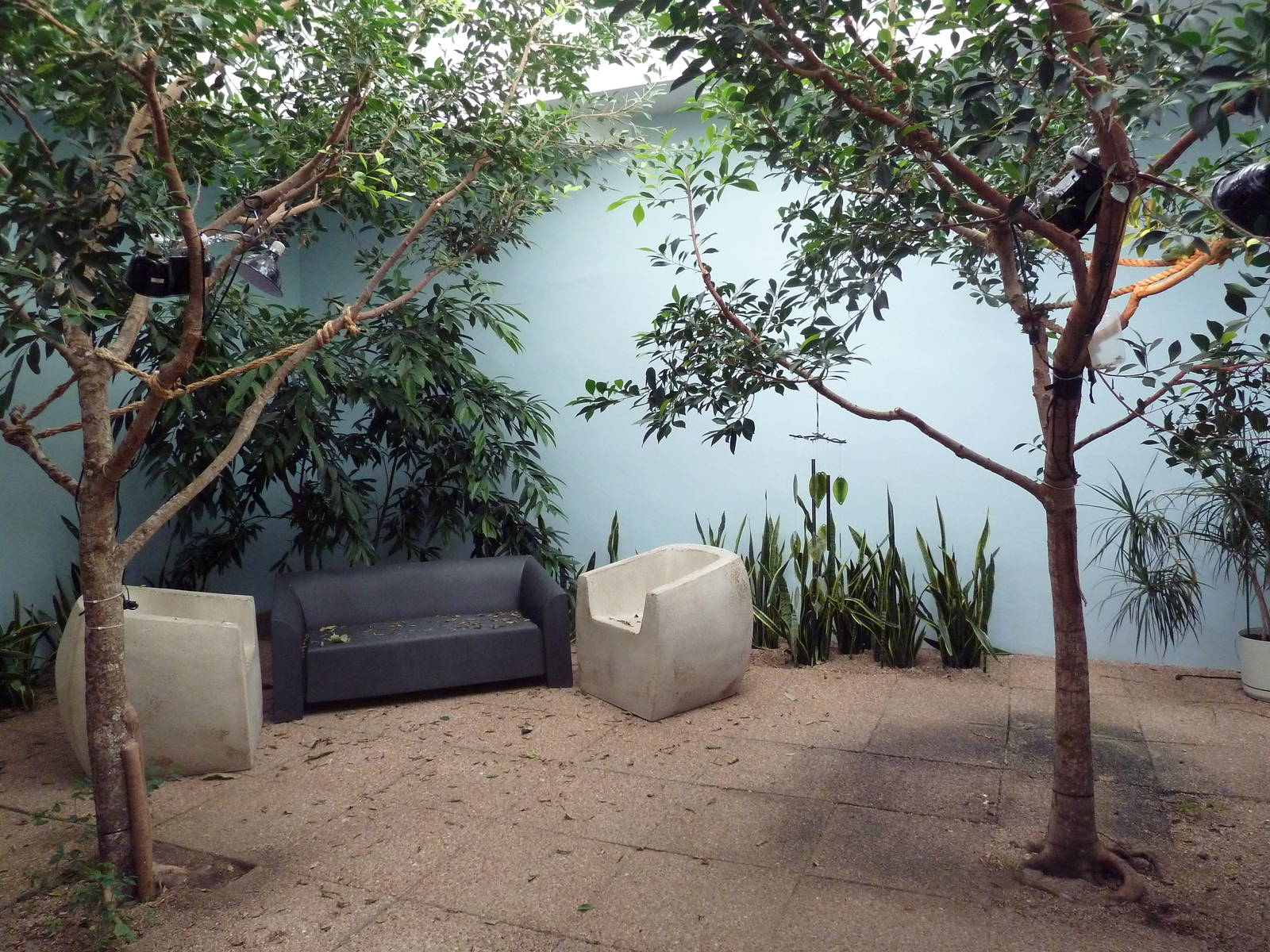 Reptile House - Oustalet's Chameleon Exhibit (plus 2 turtle species)