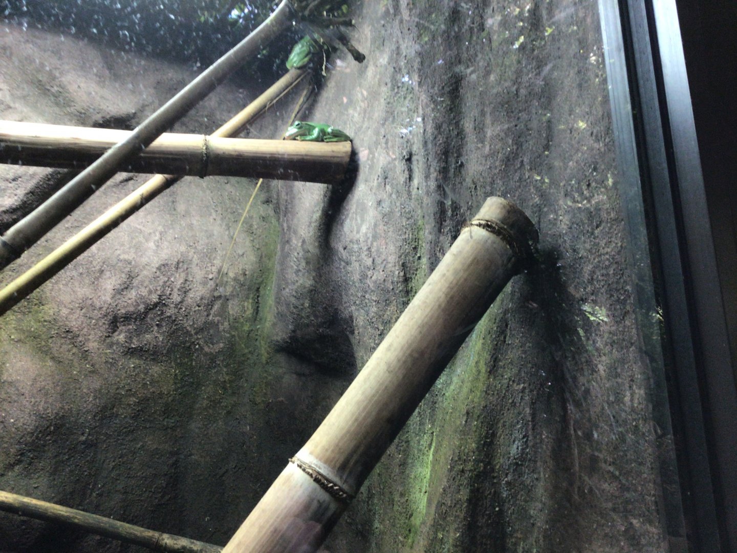 Reptile House Paignton Zoo June 15th 2021