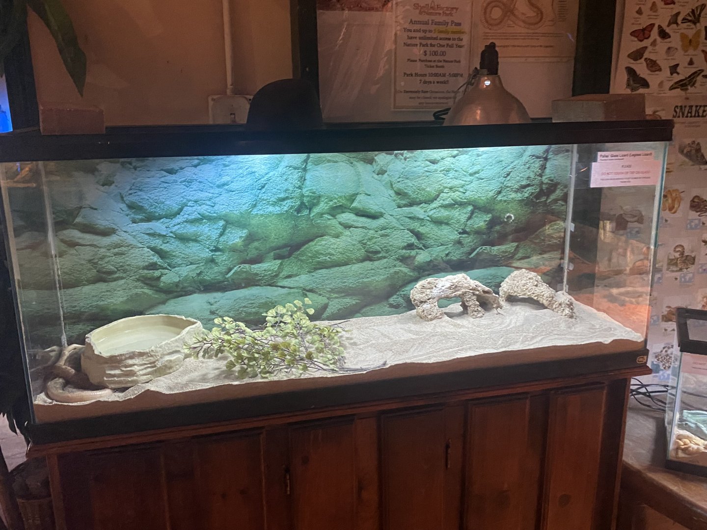 Reptile House - Pallas’ Glass Lizard Terrarium