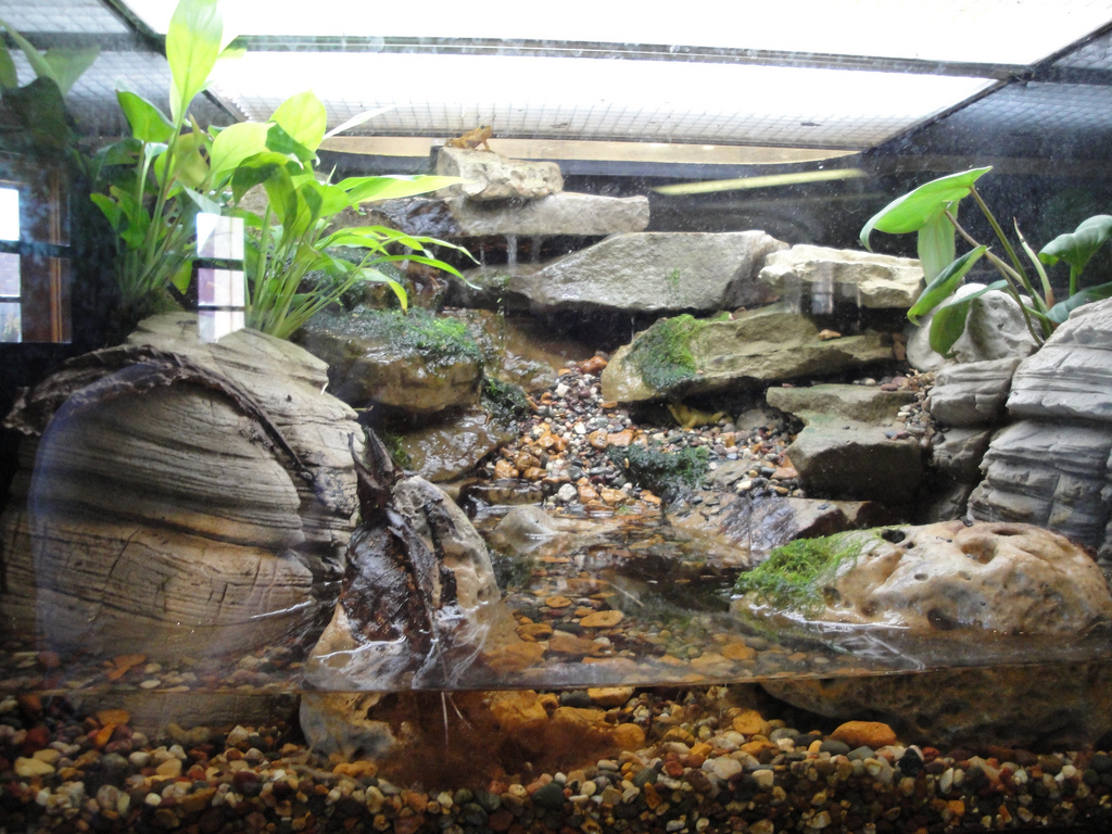 Reptile House - Panamanian Golden Frog Exhibit