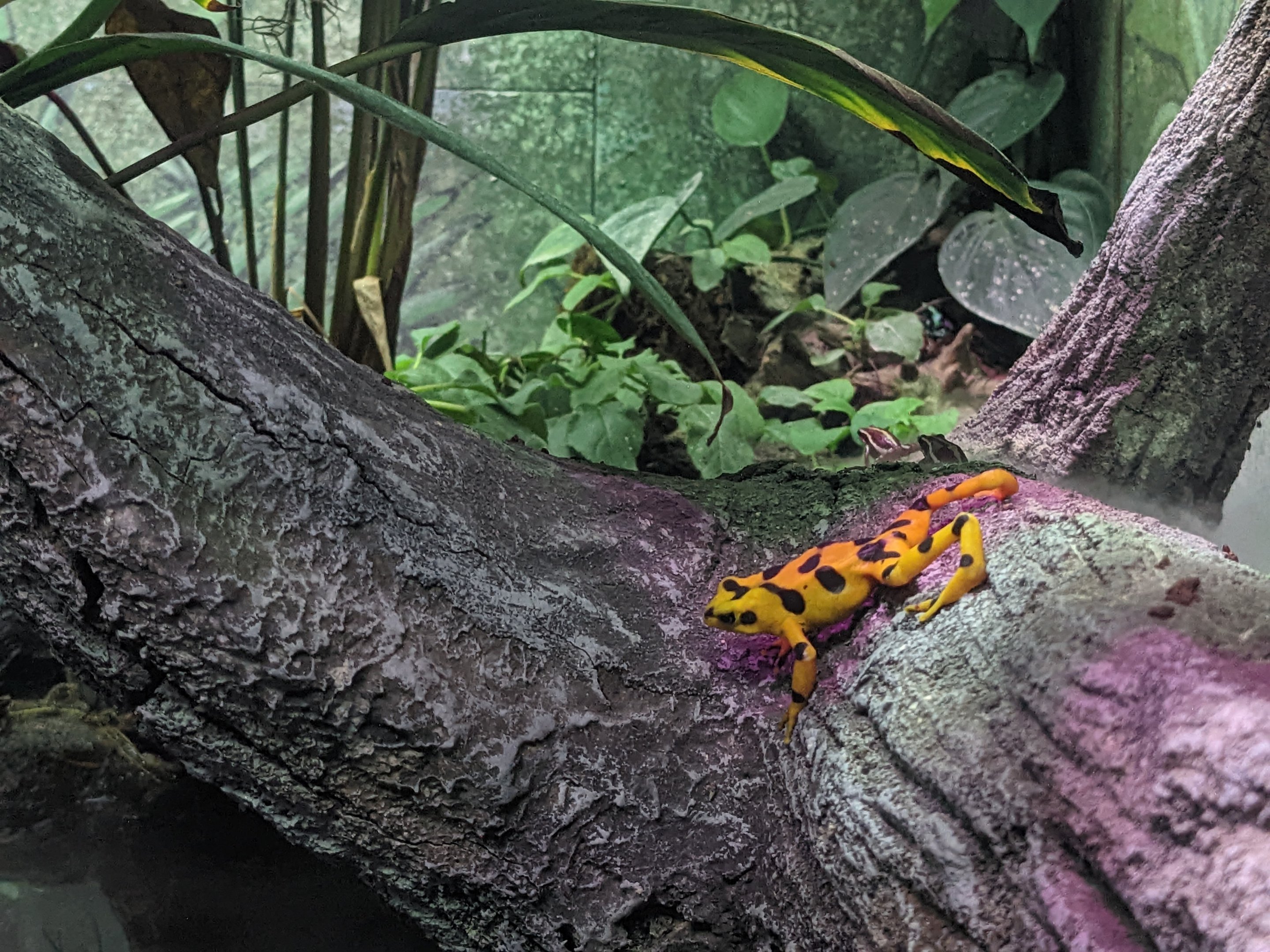 Reptile House - Panamanian Golden Frog