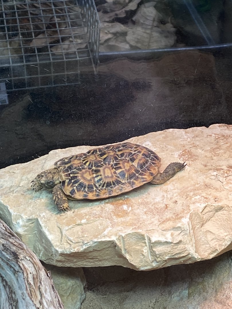 Reptile House - Pancake tortoise 190622