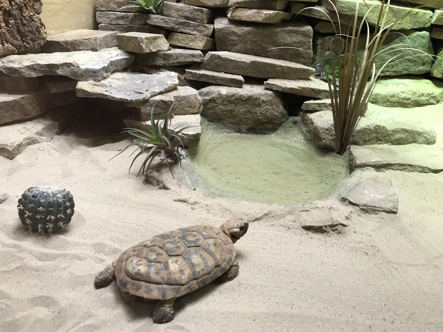 Reptile House - Pancake tortoise 230619