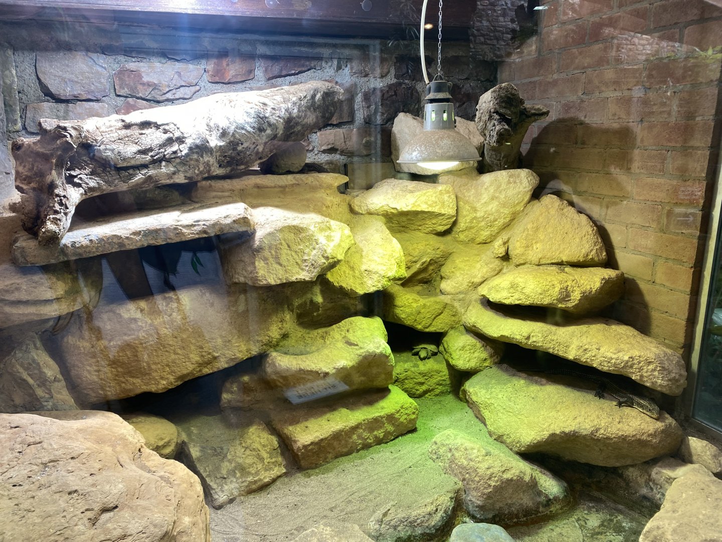 Reptile House - Pancake tortoise exhibit 010721