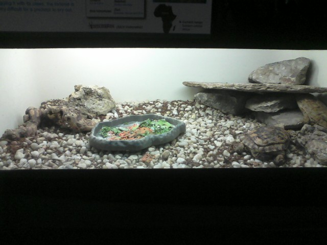 Reptile House- Pancake Tortoise exhibit