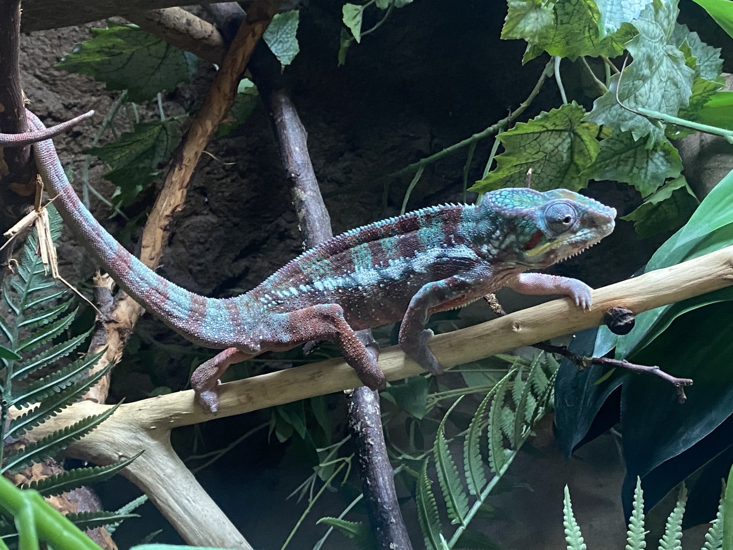Reptile House - Panther chameleon 030924