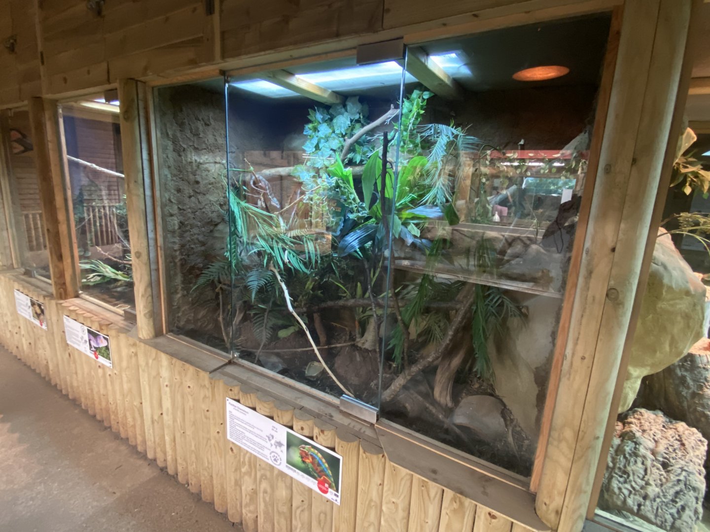Reptile House - Panther chameleon exhibit 030924