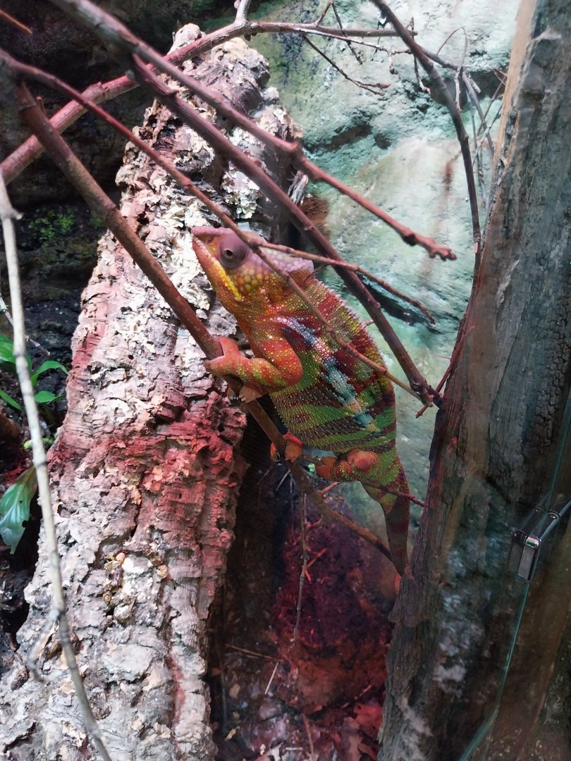Reptile House - Panther chameleon (Furcifer pardalis)