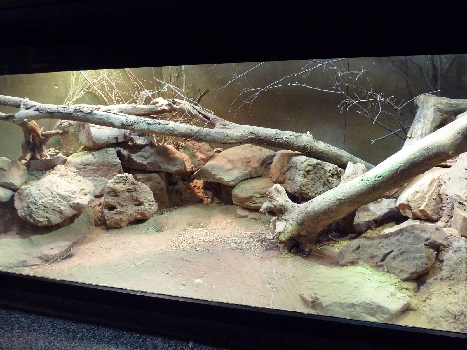 Reptile House - Perentie Exhibit
