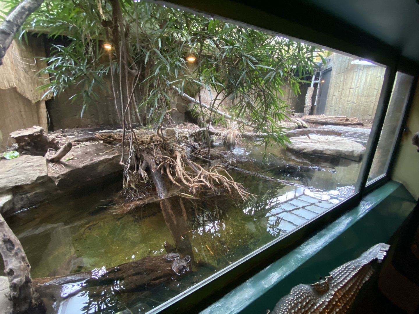 Reptile House - Philippine crocodile exhibit 180322