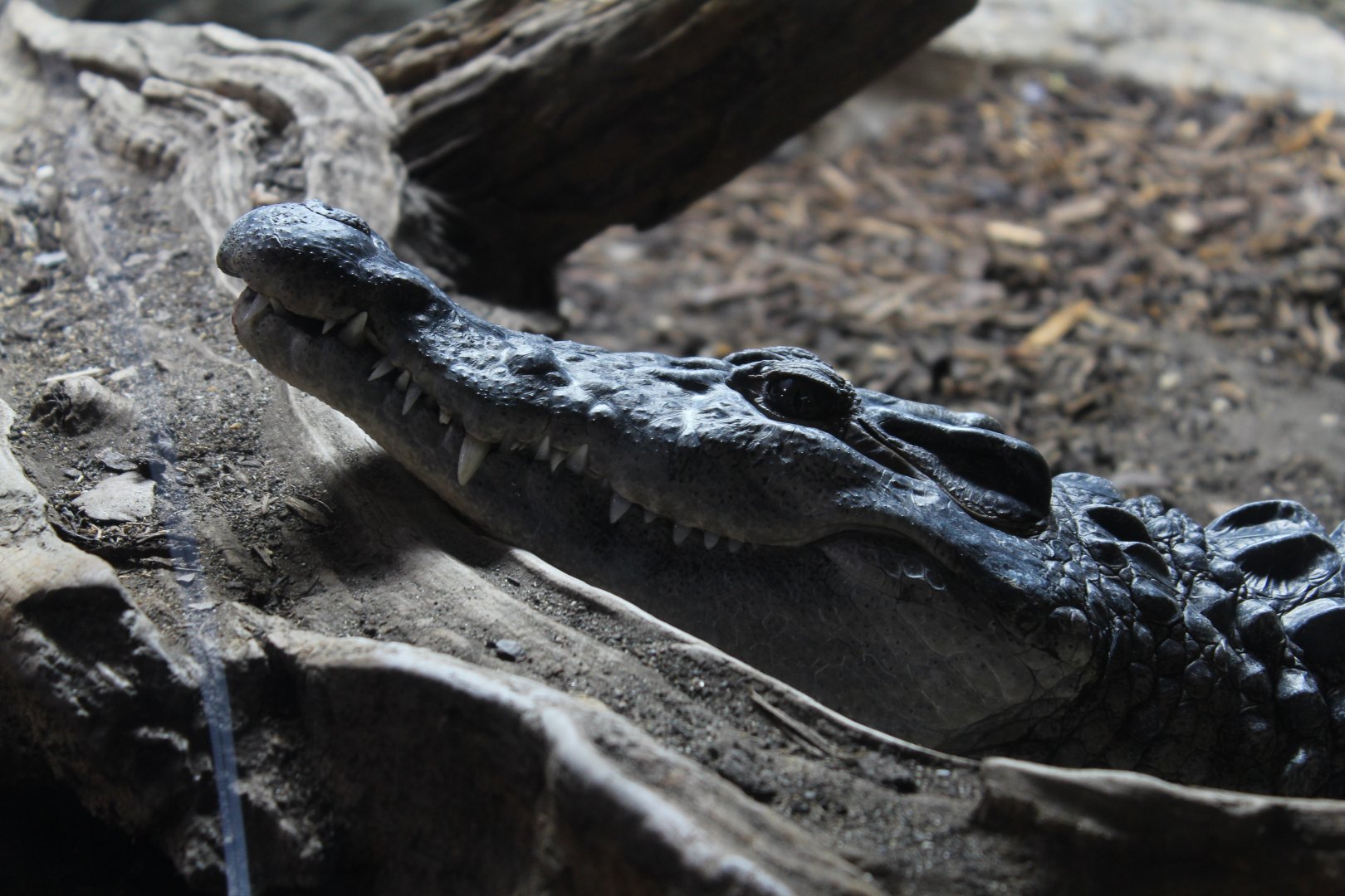 Reptile House: Philippine Crocodile