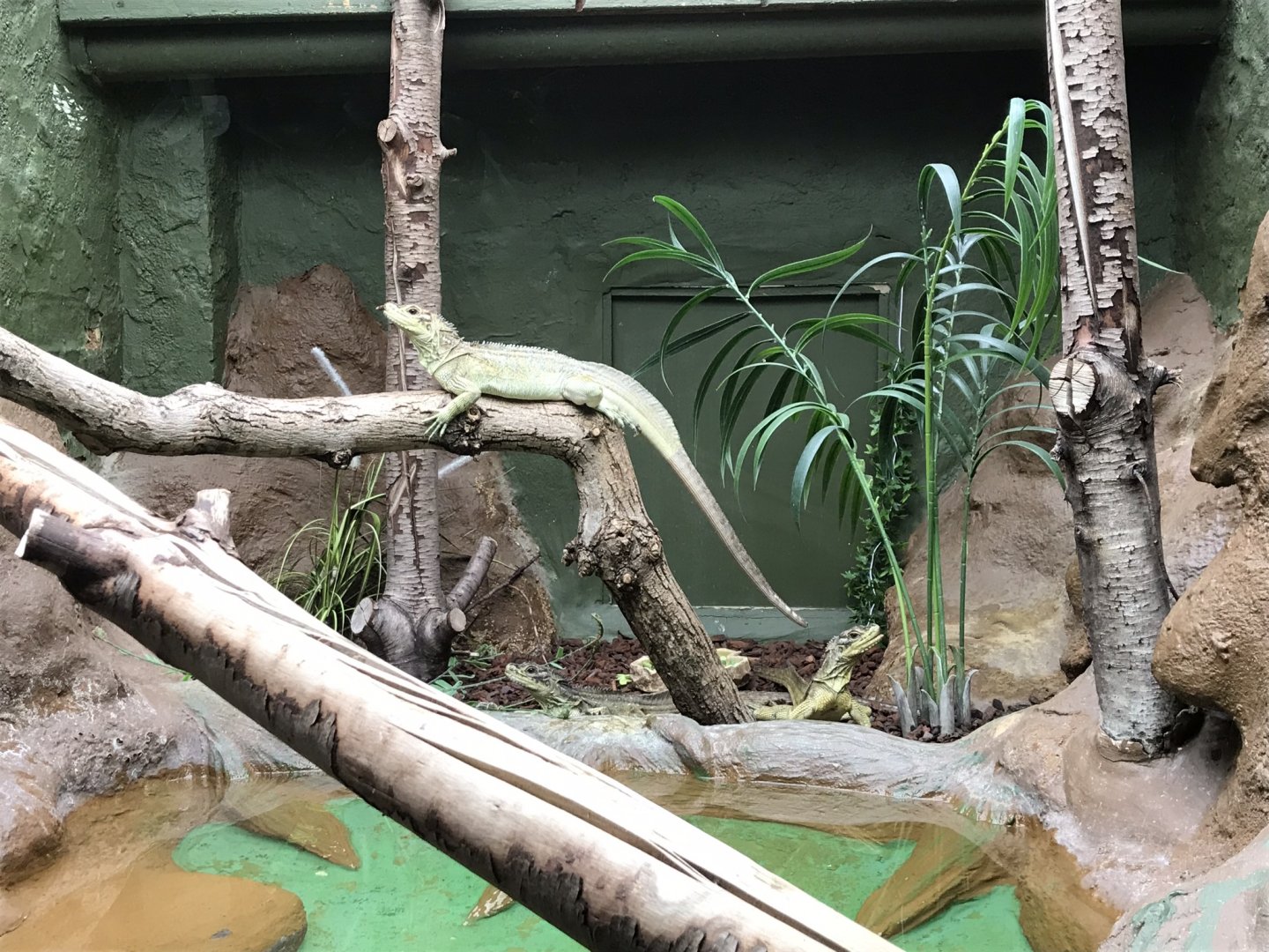 Reptile House - Philippine sailfin lizard 230619