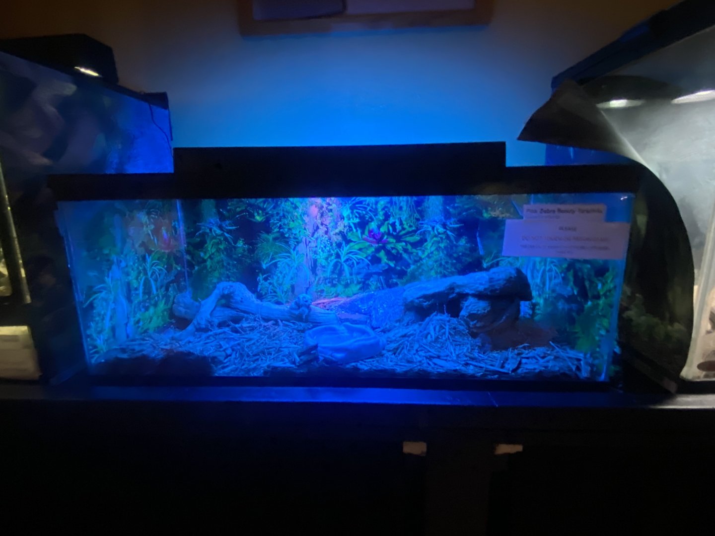 Reptile House - Pink Zebra Beauty Tarantula Terrarium