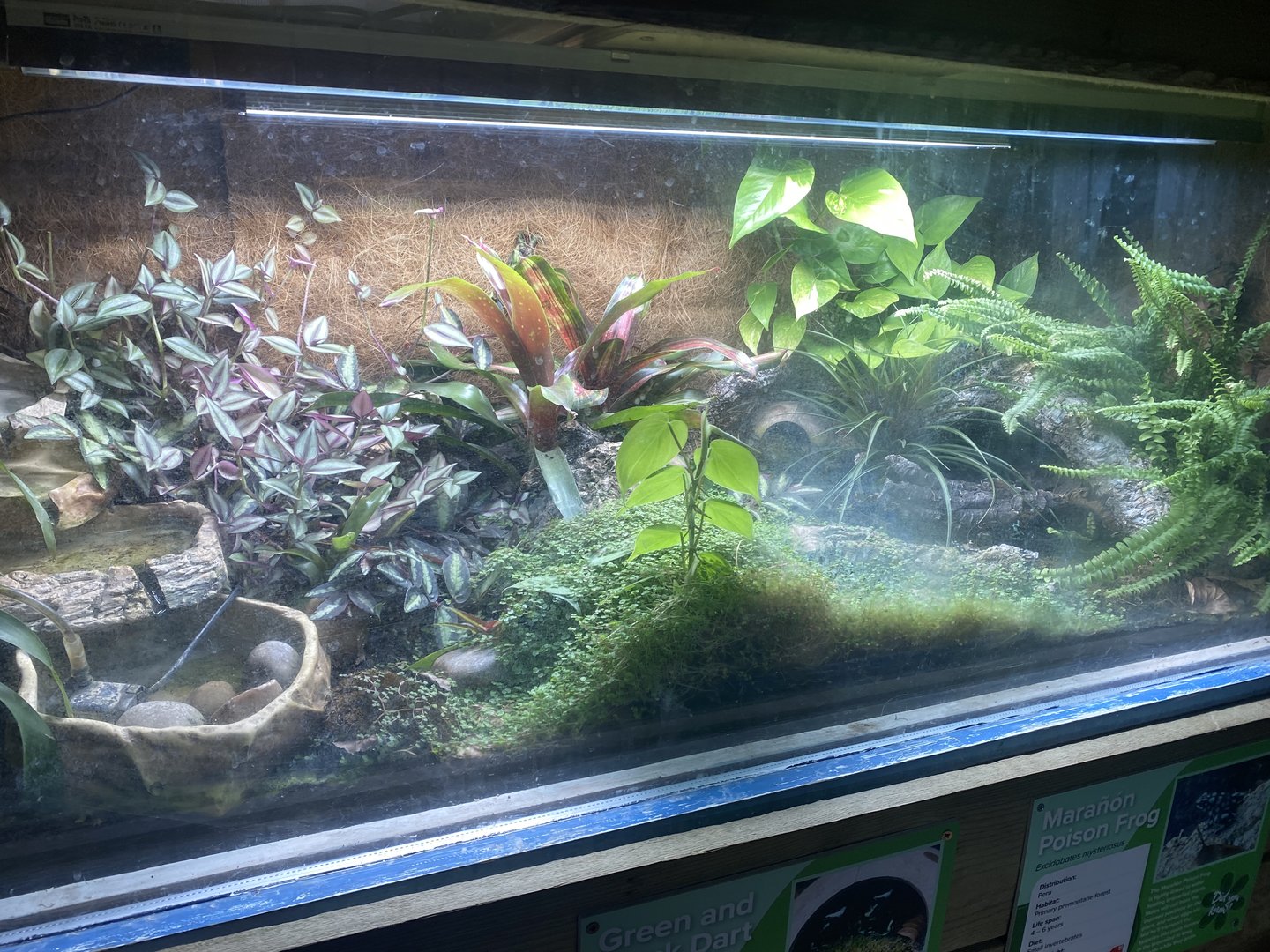 Reptile House - Poison dart frog exhibit 231022