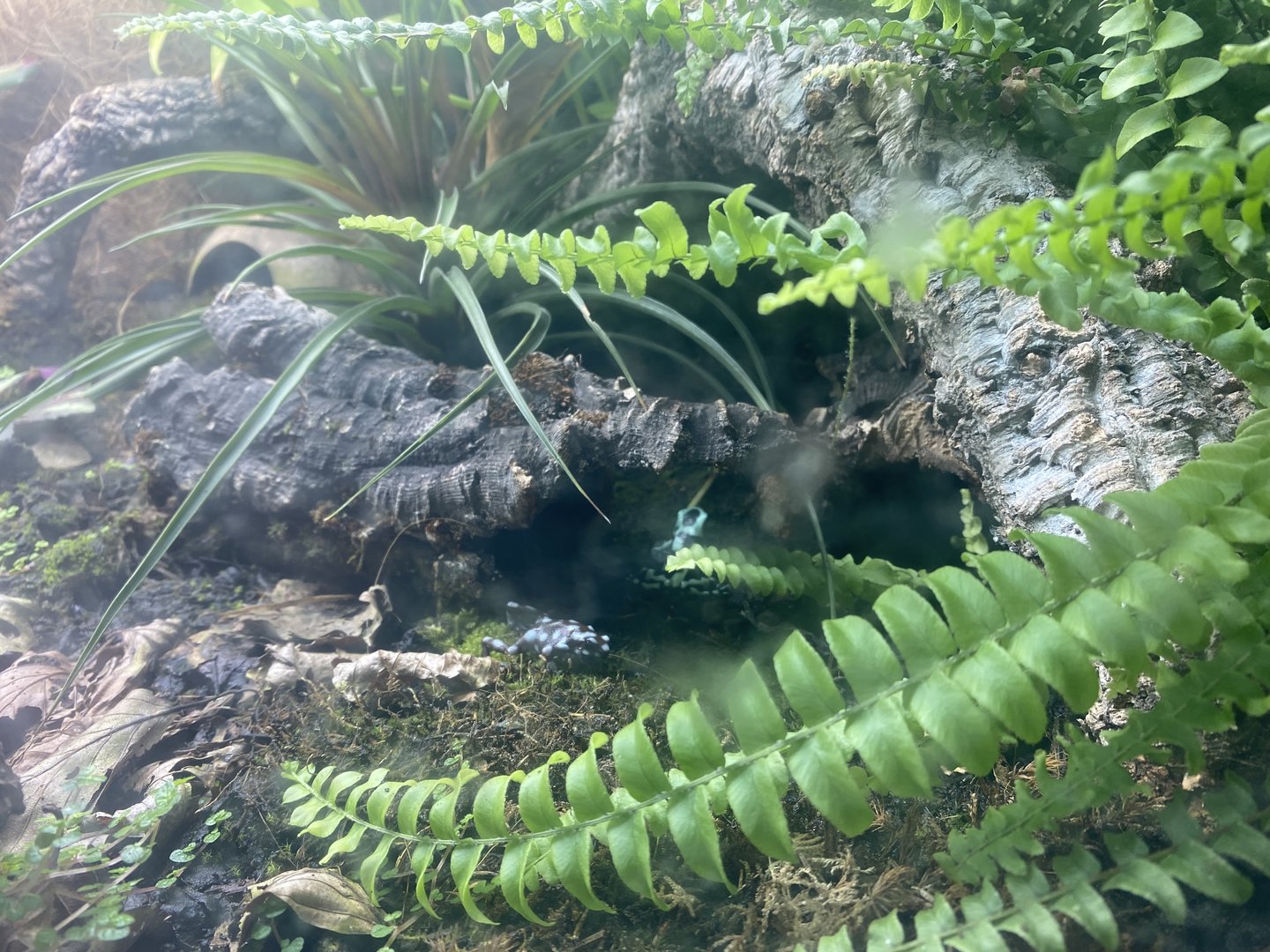 Reptile House - Poison dart frogs 231022