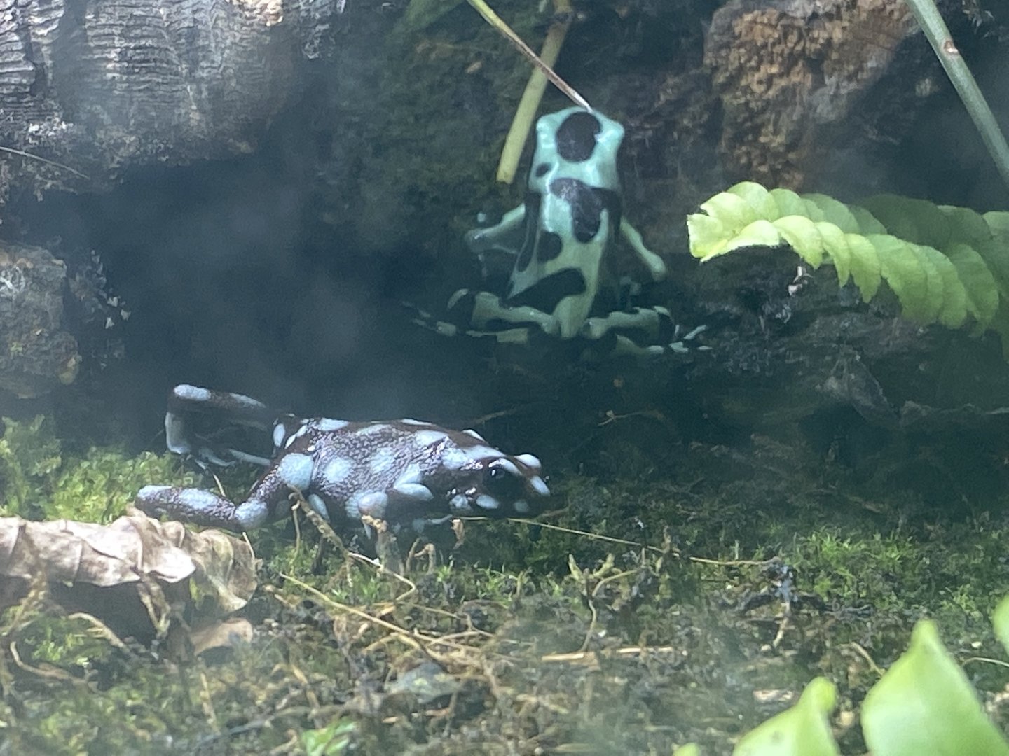 Reptile House - Poison dart frogs 231022