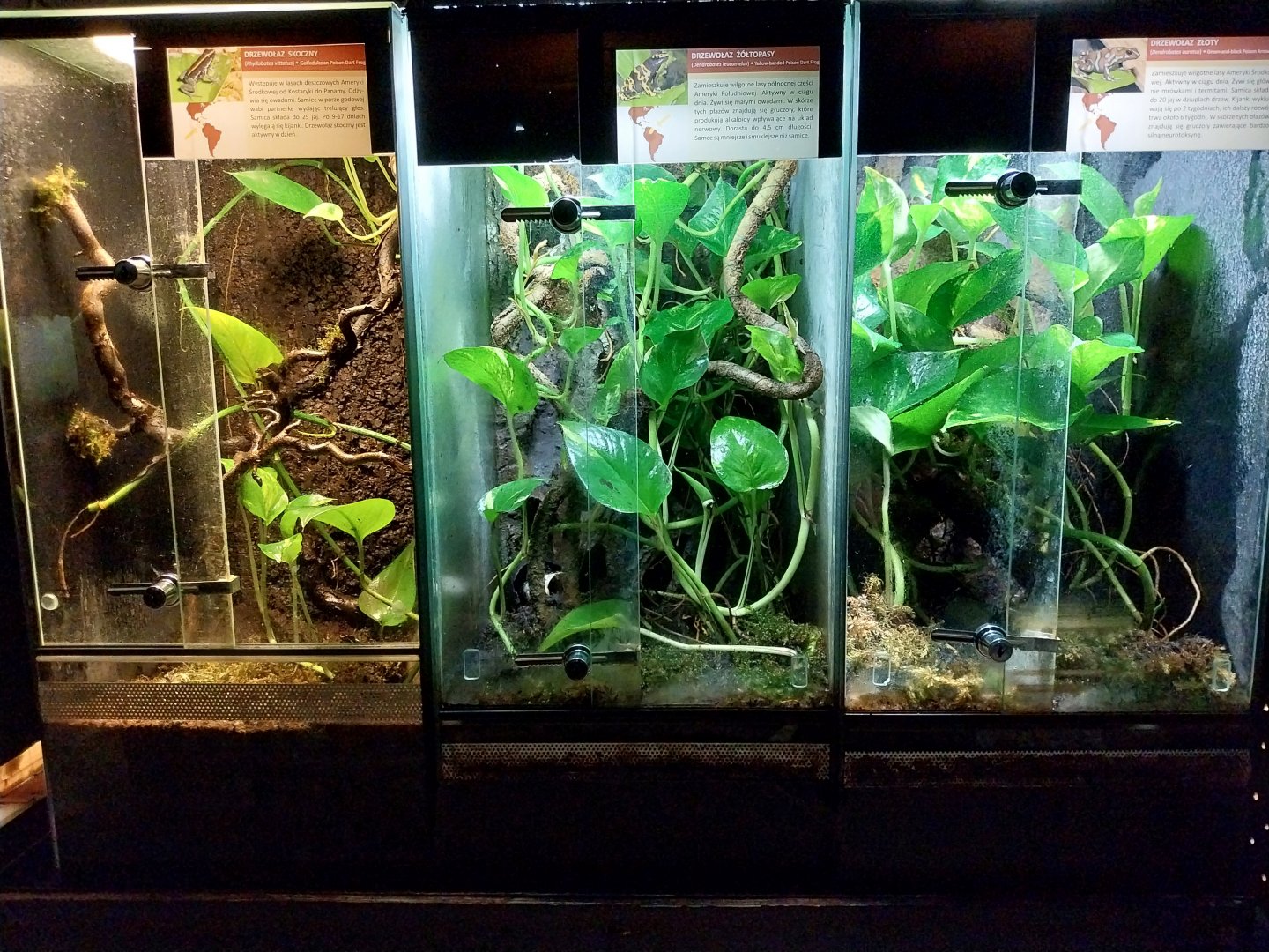 Reptile House - Poison Dart frogs