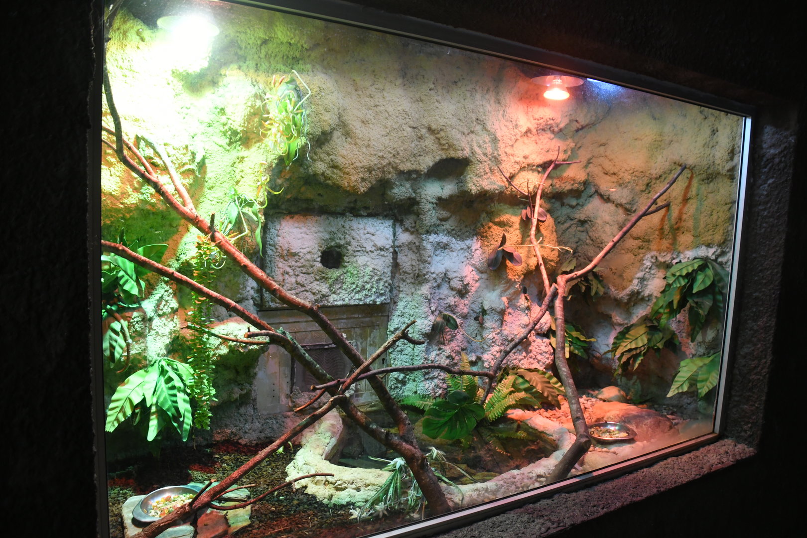 Reptile House (Prehensile-tailed Skink exhibit)