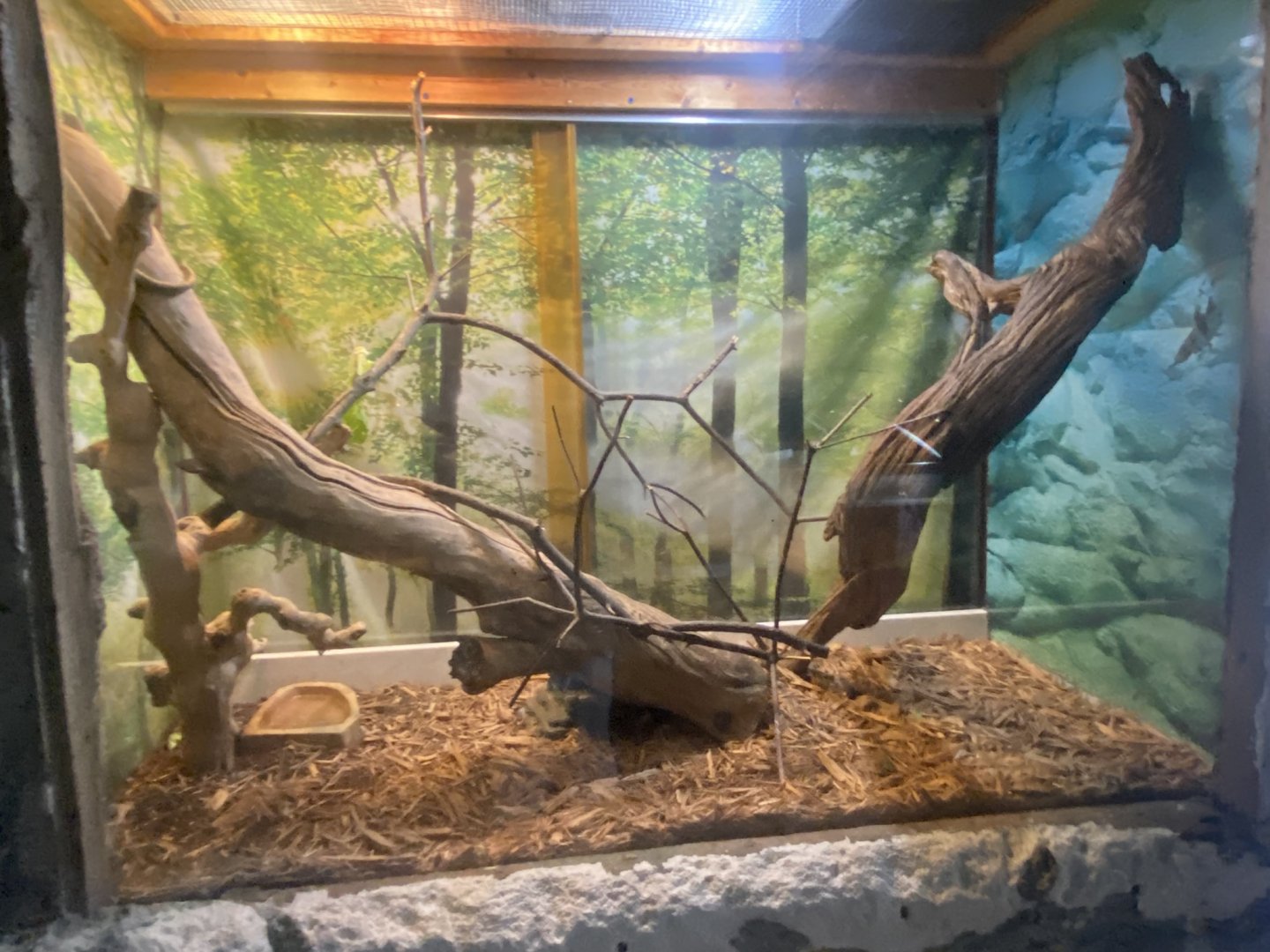Reptile House - Prehensile-Tailed Skink Terrarium