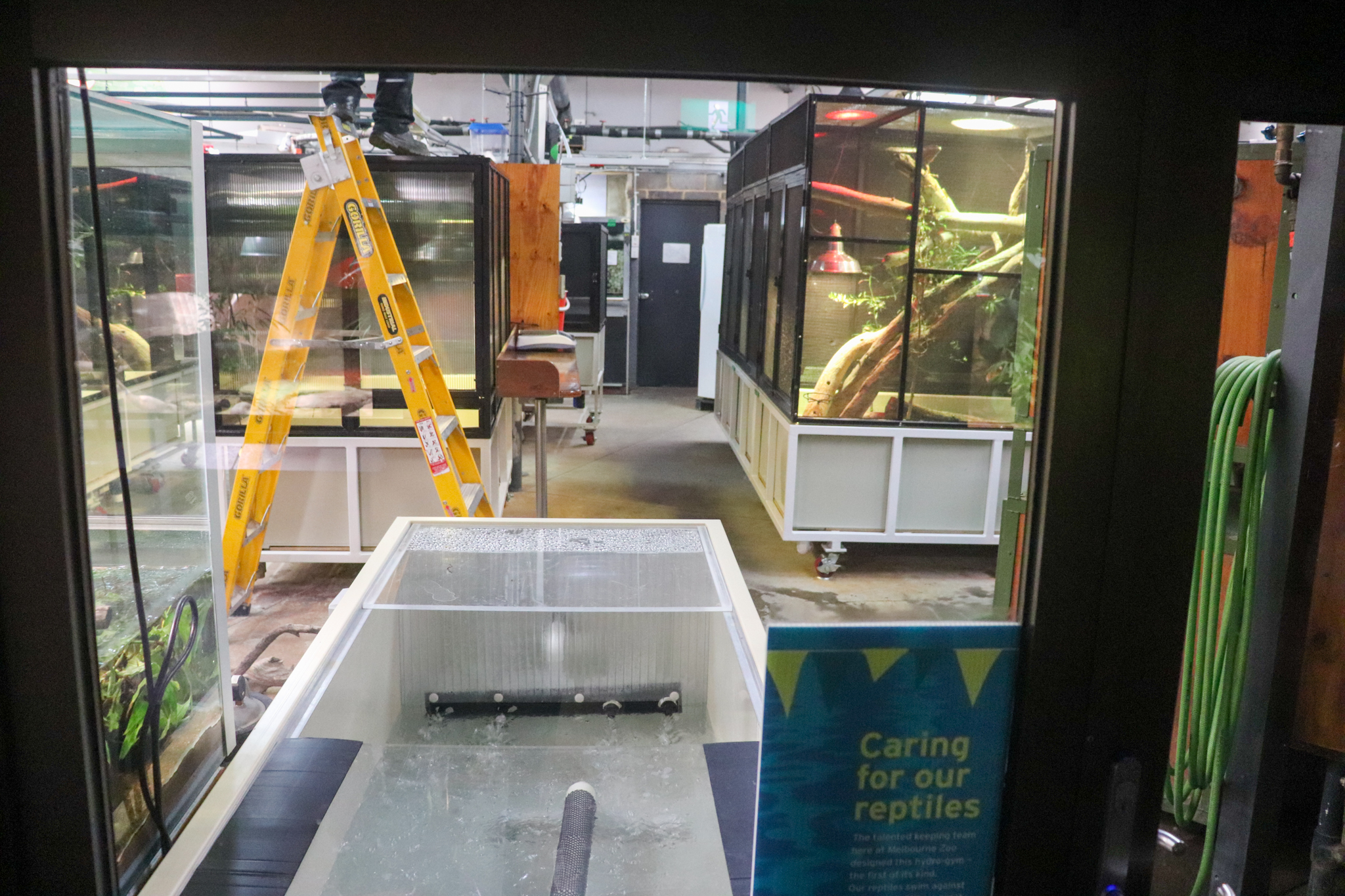 Reptile House - Public Viewing Window into Off-Display Area - December 2018