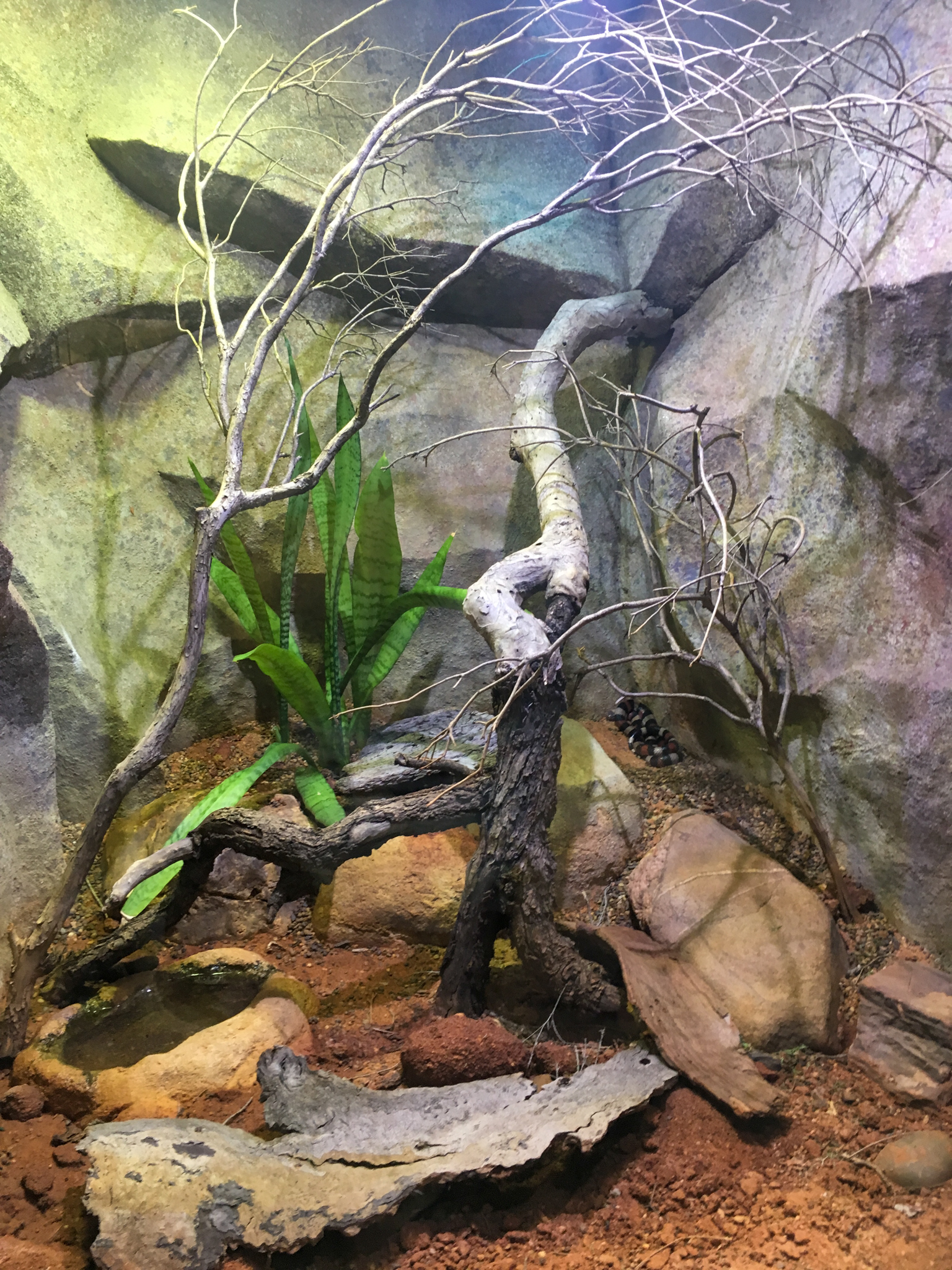 Reptile House - Pueblan Milk Snake Exhibit - December 2018
