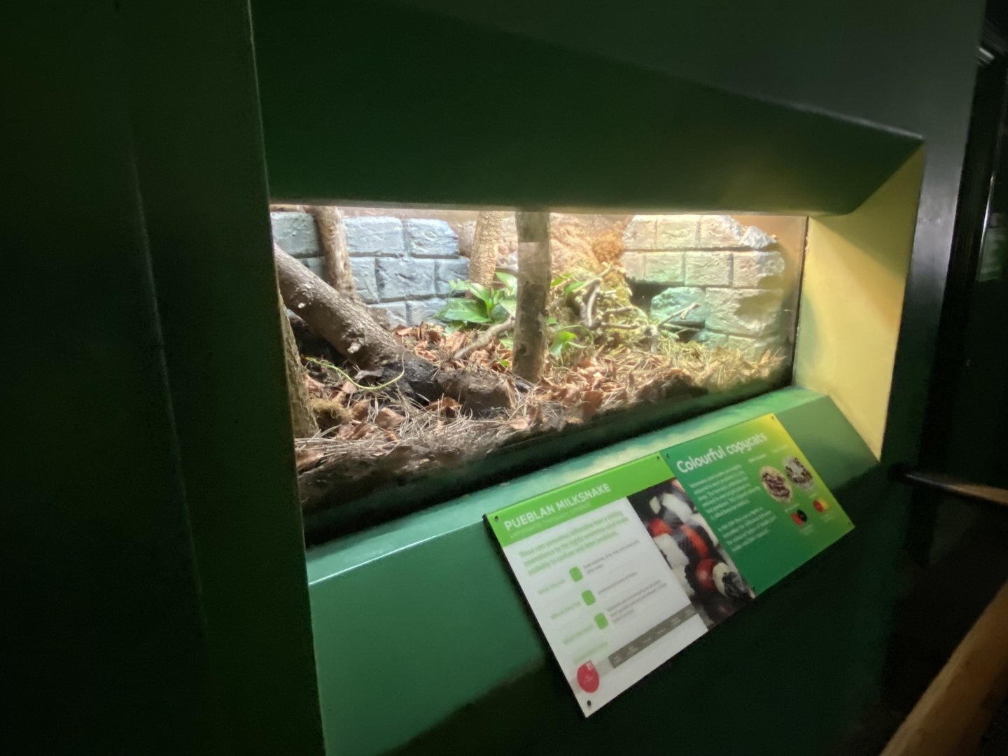 Reptile House - Pueblan milksnake exhibit 180322