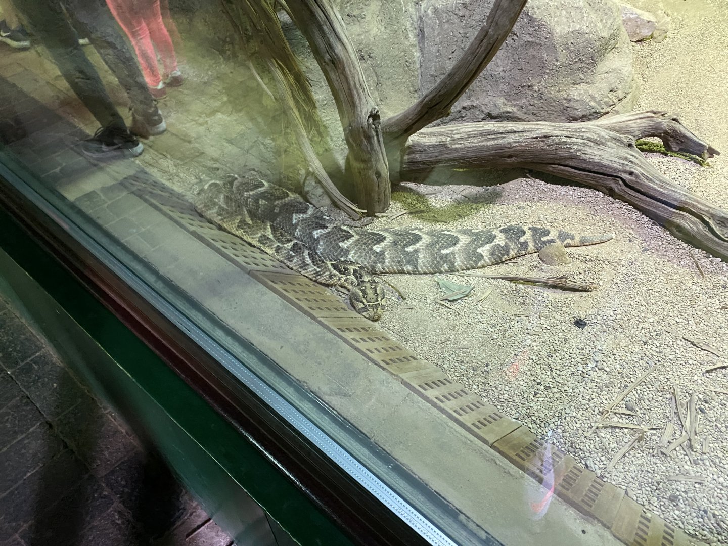 Reptile House - Puff adder 120920