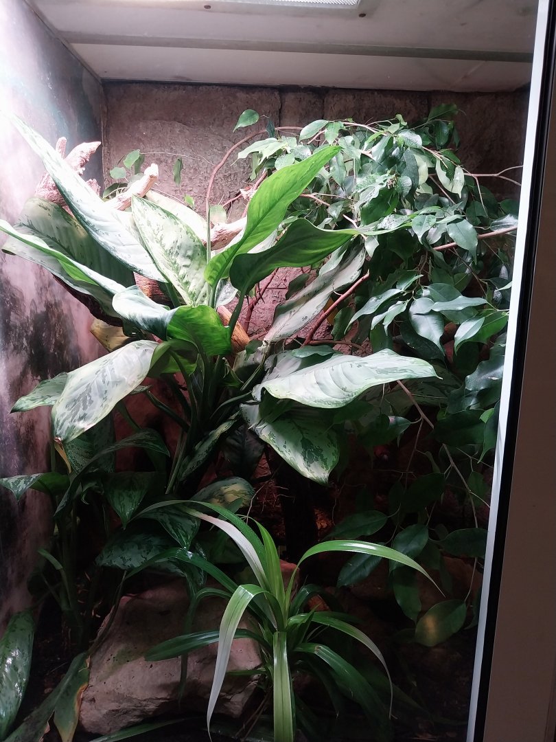 Reptile house - Radiated Ratsnake (Coelognathus radiatus) exhibit