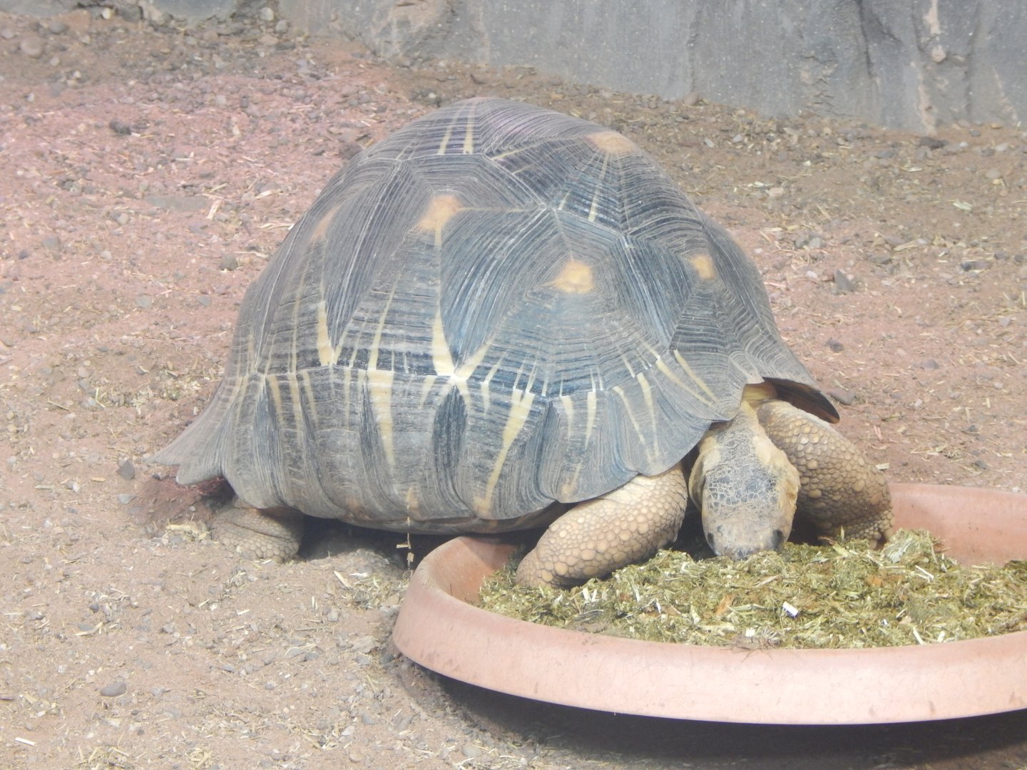Reptile House - Radiated tortoise 040324